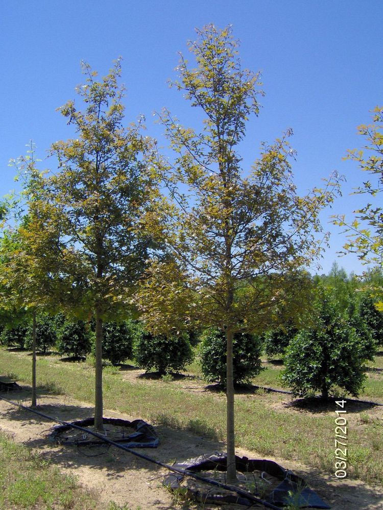 quercus-texana-nuttall-oak-quercus-nuttallii