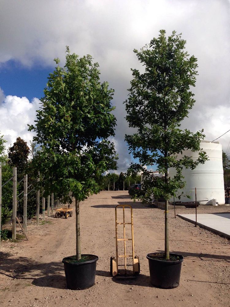 quercus-texana-nuttall-oak-quercus-nuttallii