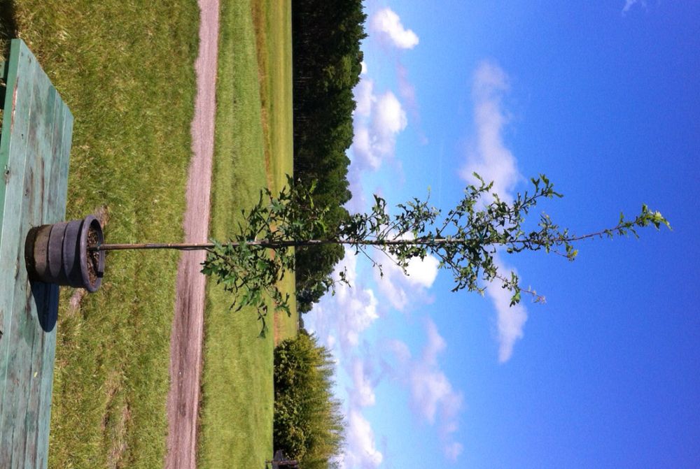 quercus-texana-nuttall-oak-quercus-nuttallii