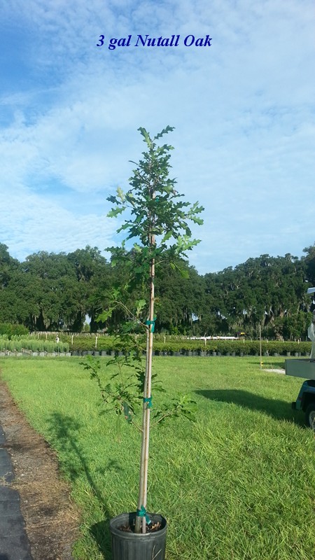 quercus-texana-nuttall-oak-quercus-nuttallii