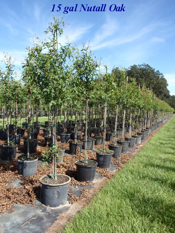 quercus-texana-nuttall-oak-quercus-nuttallii