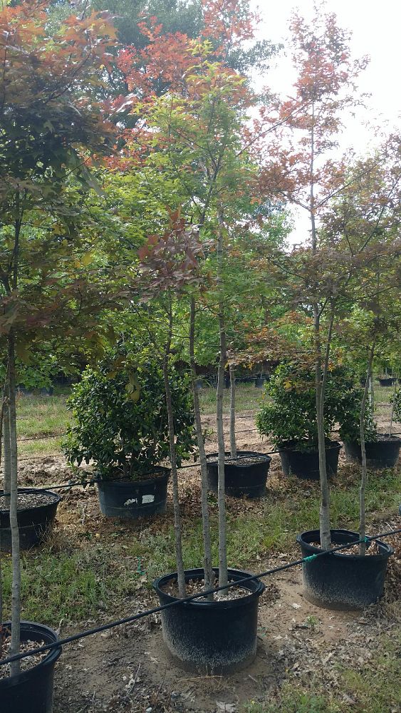 quercus-texana-nuttall-oak-quercus-nuttallii