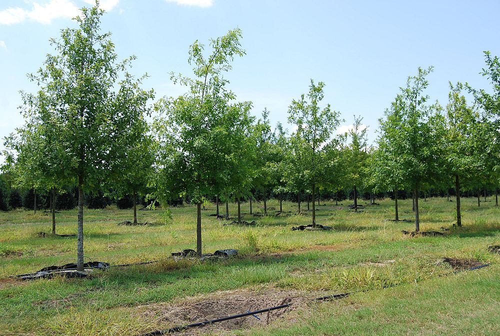 quercus-texana-nuttall-oak-quercus-nuttallii