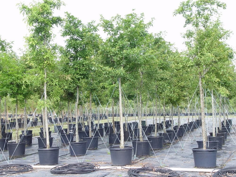 quercus-texana-nuttall-oak-quercus-nuttallii