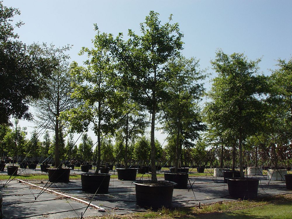 quercus-texana-nuttall-oak-quercus-nuttallii