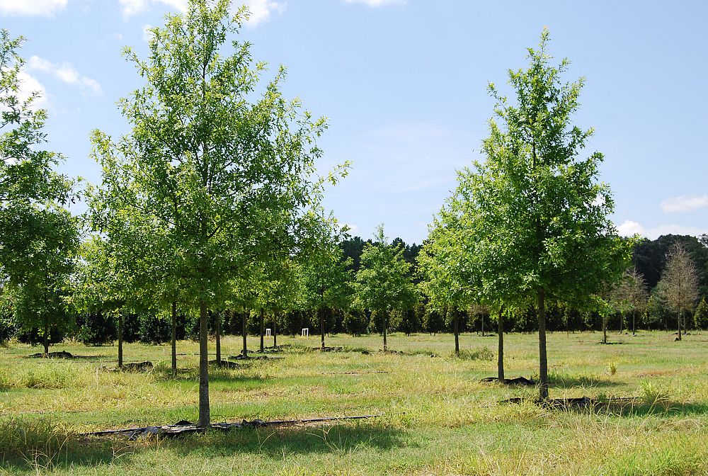 quercus-texana-nuttall-oak-quercus-nuttallii