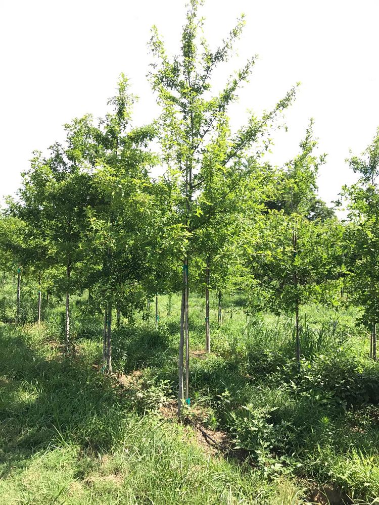 quercus-texana-nuttall-oak-quercus-nuttallii
