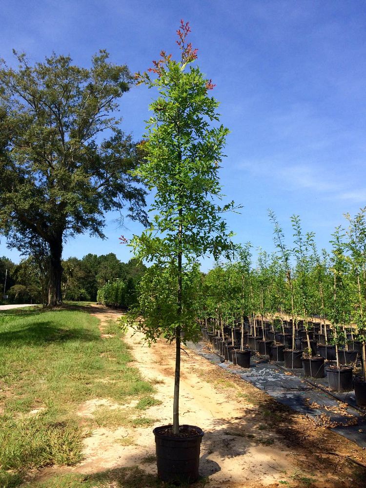 quercus-texana-nuttall-oak-quercus-nuttallii
