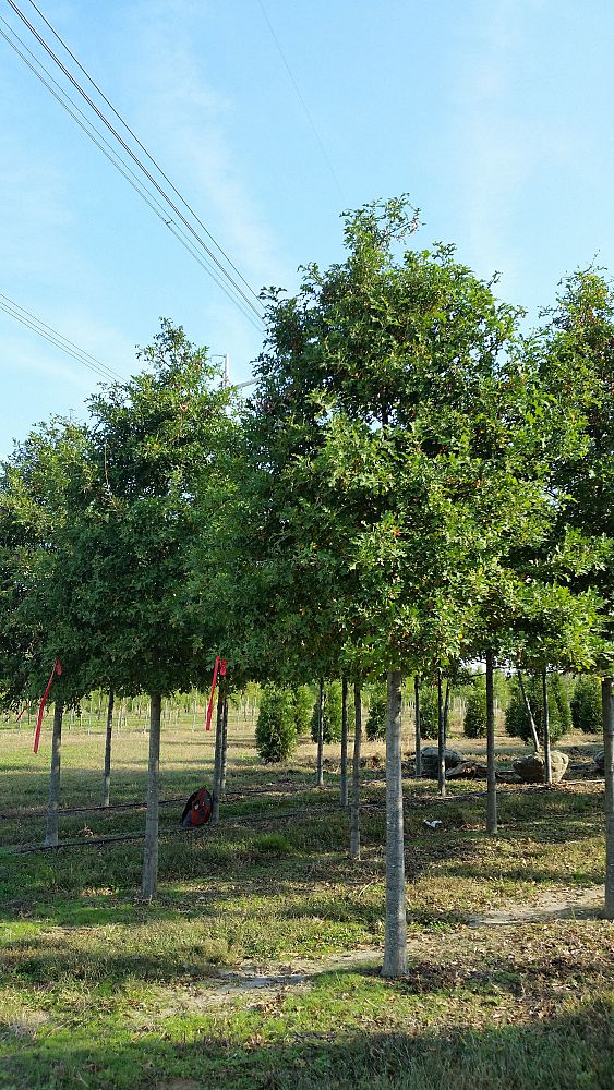 quercus-texana-nuttall-oak-quercus-nuttallii