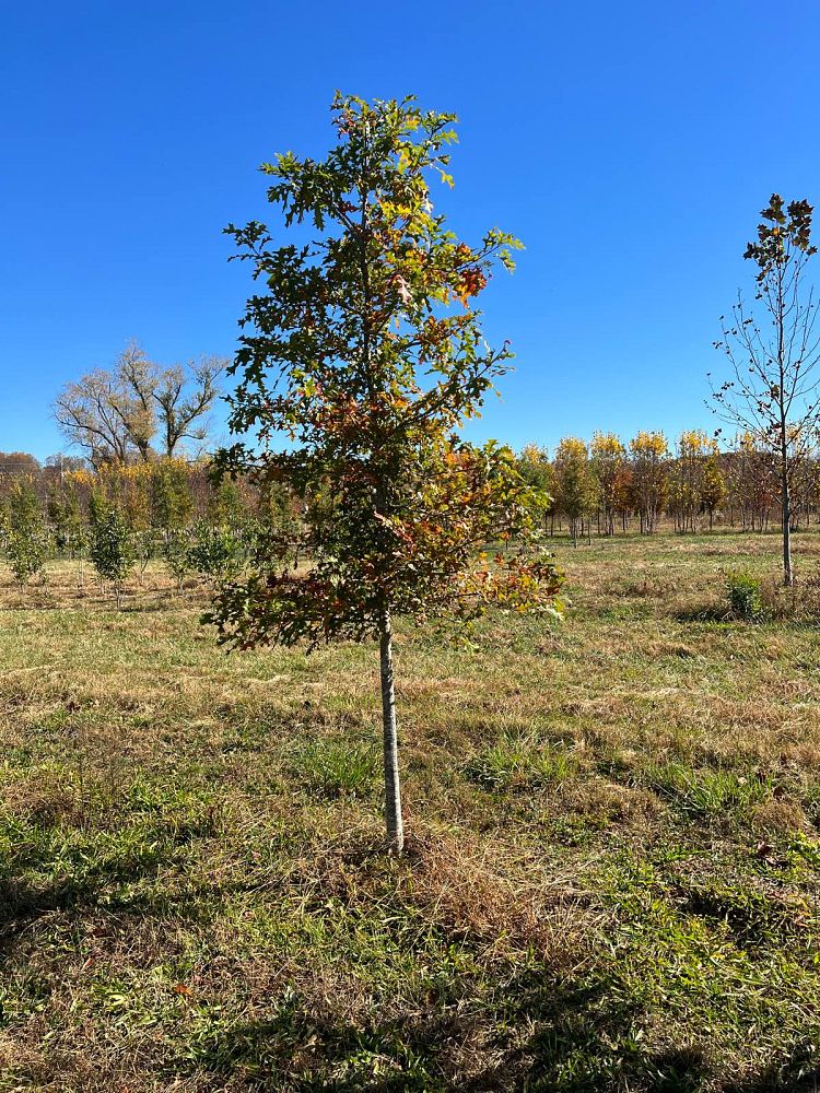 quercus-texana-nuttall-oak-quercus-nuttallii