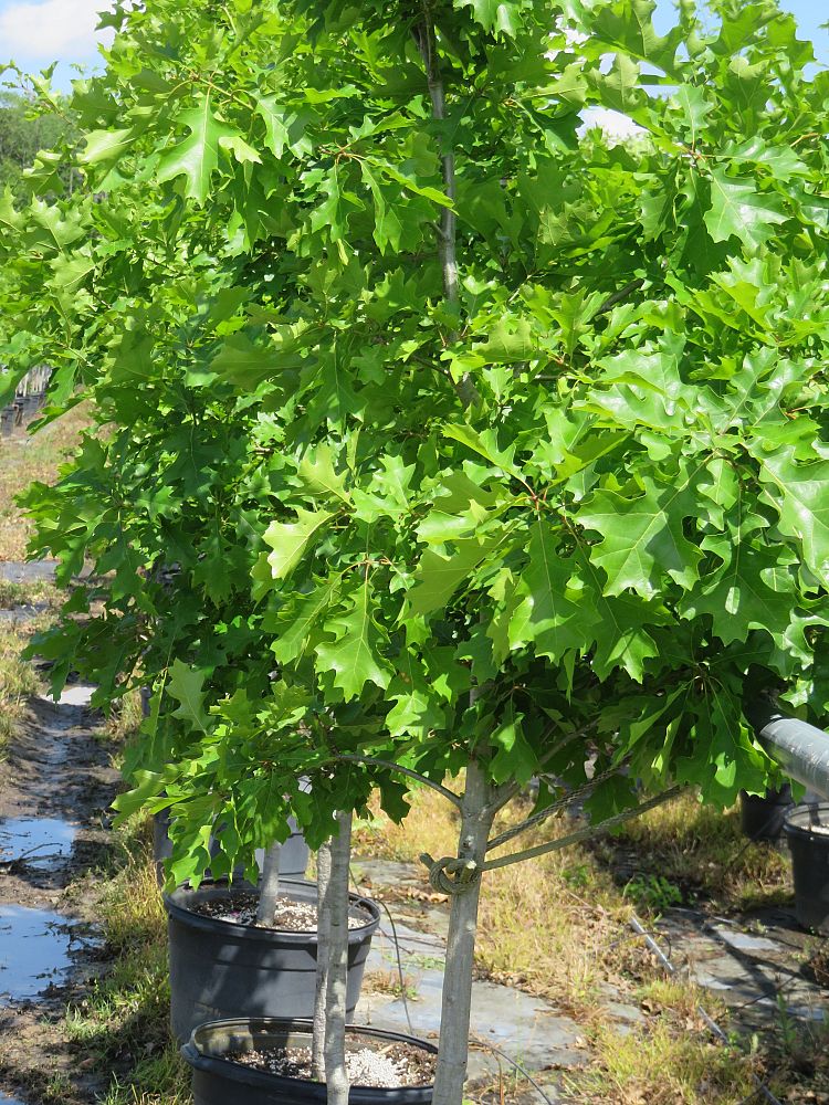quercus-texana-nuttall-oak-quercus-nuttallii
