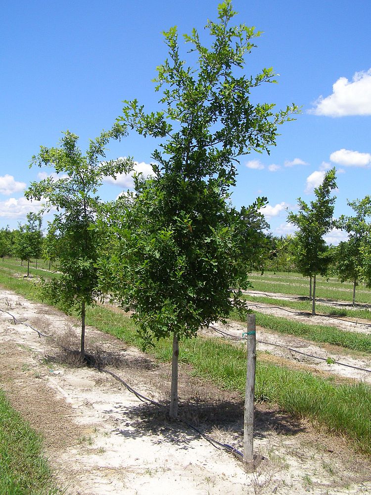 quercus-texana-nuttall-oak-quercus-nuttallii
