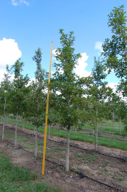 quercus-texana-nuttall-oak-quercus-nuttallii