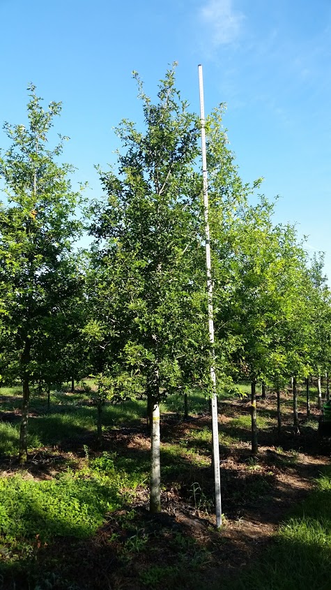 quercus-texana-nuttall-oak-quercus-nuttallii