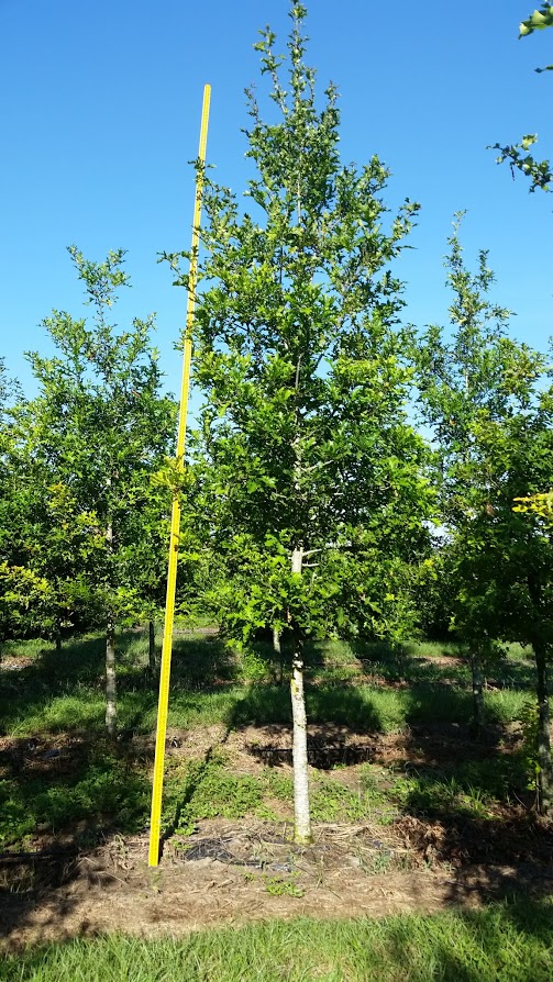 quercus-texana-nuttall-oak-quercus-nuttallii