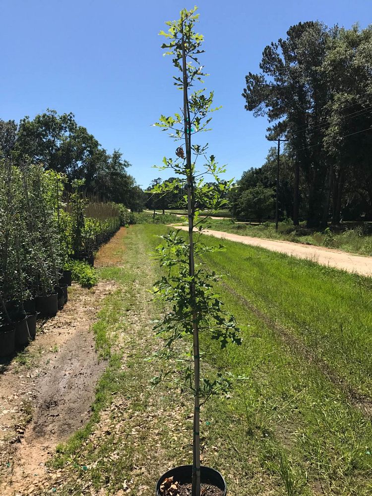 quercus-texana-nuttall-oak-quercus-nuttallii