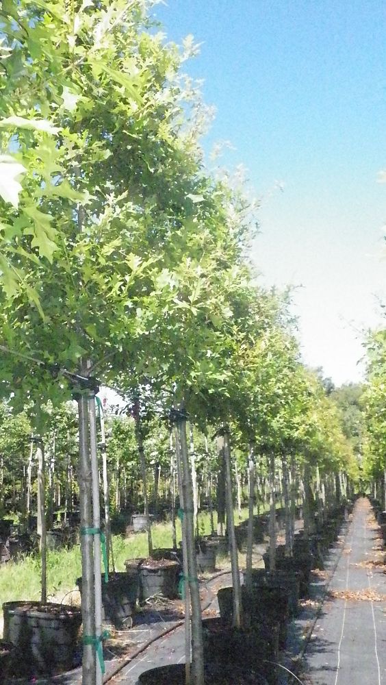 quercus-texana-nuttall-oak-quercus-nuttallii