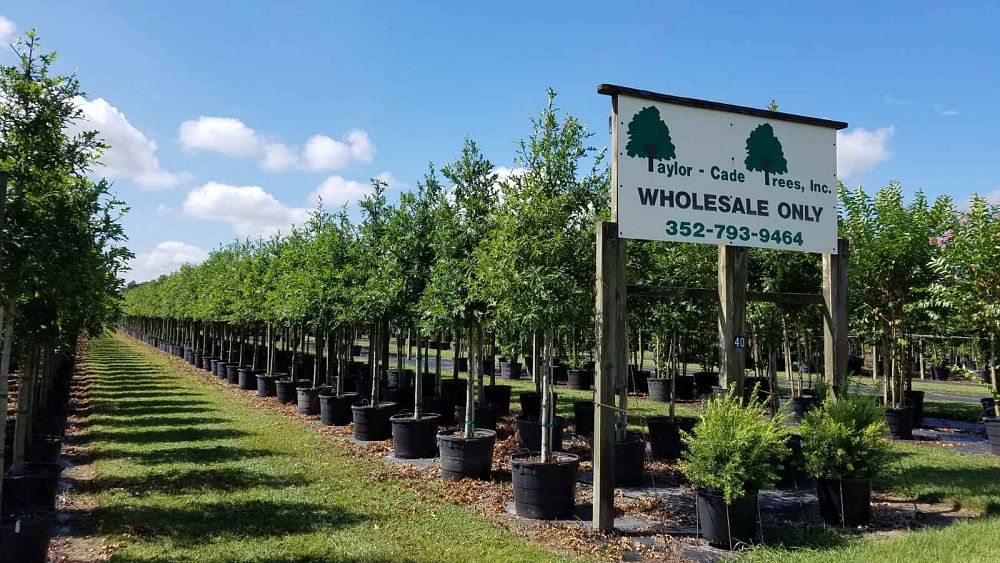 quercus-texana-nuttall-oak-quercus-nuttallii