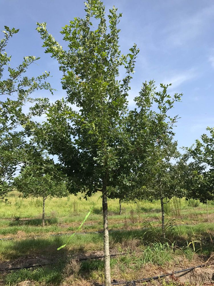 quercus-texana-nuttall-oak-quercus-nuttallii