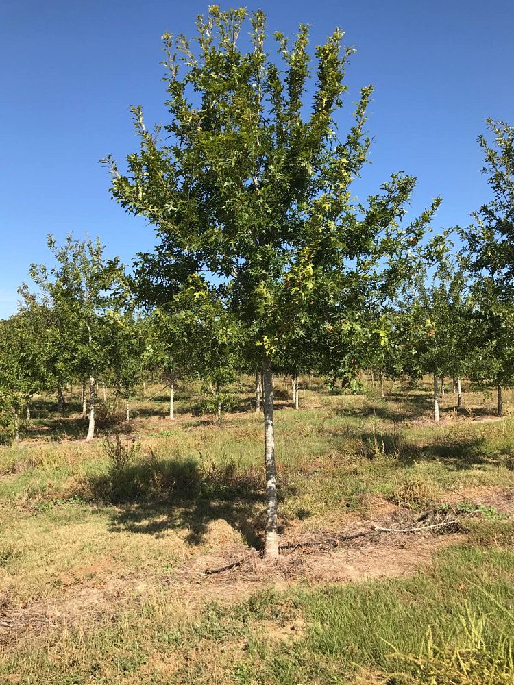 quercus-texana-nuttall-oak-quercus-nuttallii
