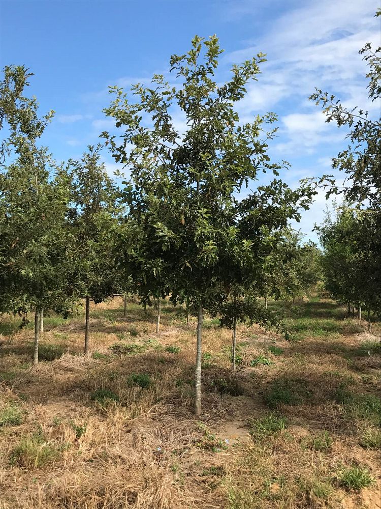 quercus-texana-nuttall-oak-quercus-nuttallii