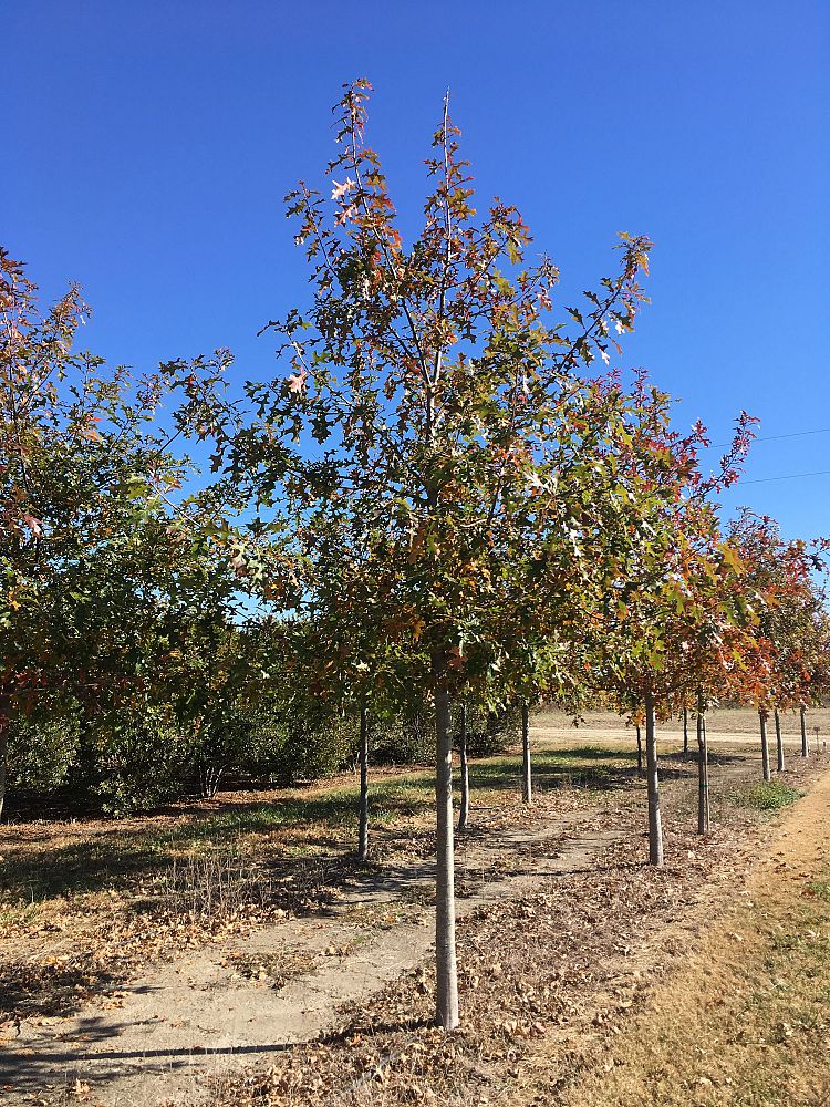 quercus-texana-nuttall-oak-quercus-nuttallii