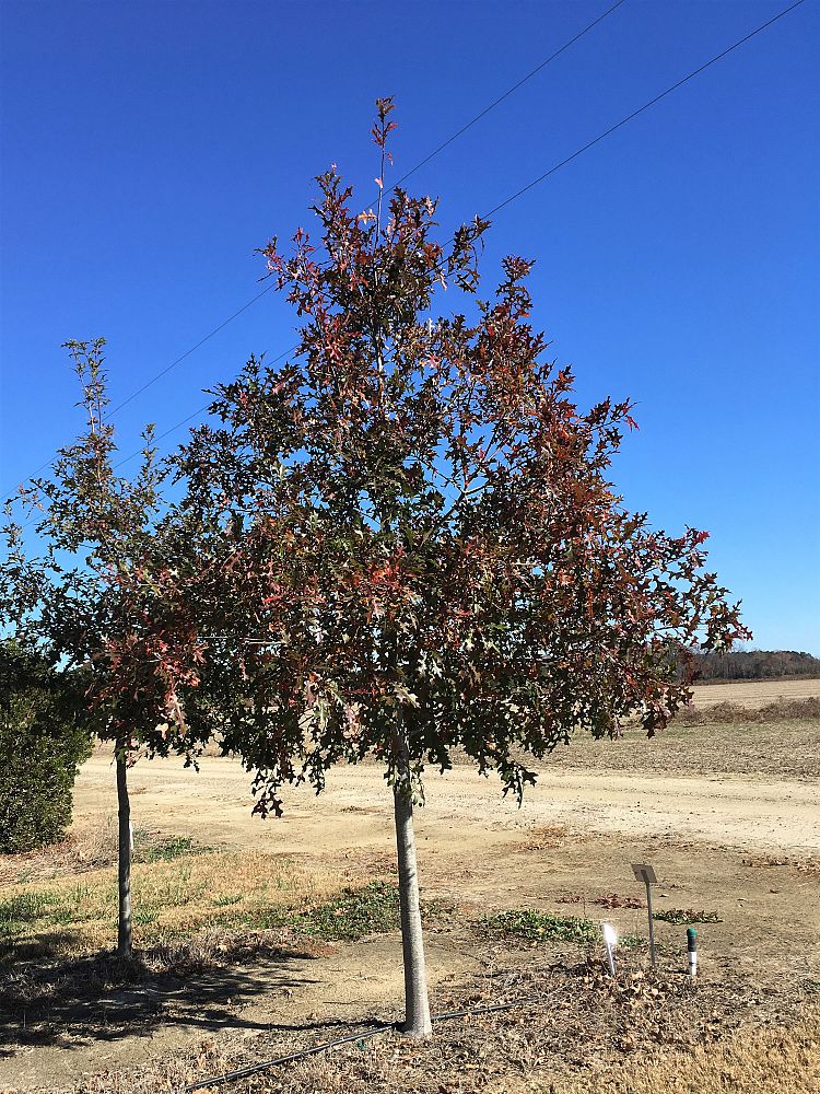 quercus-texana-nuttall-oak-quercus-nuttallii