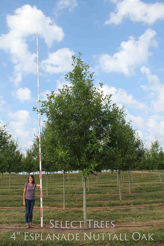 quercus-texana-nuttall-oak-quercus-nuttallii