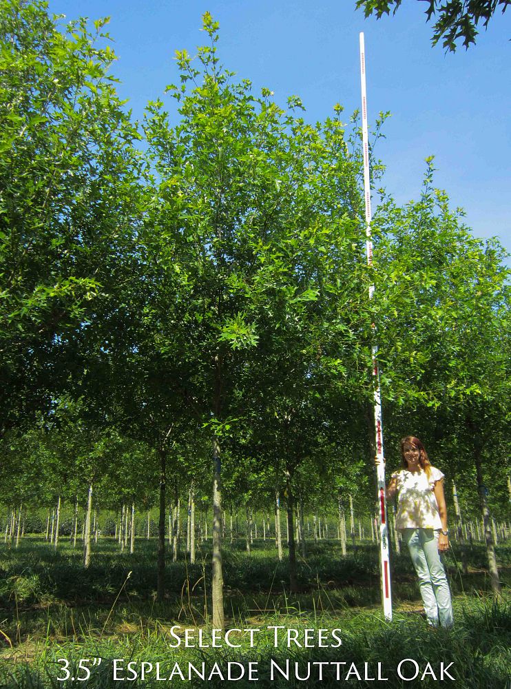 quercus-texana-nuttall-oak-quercus-nuttallii