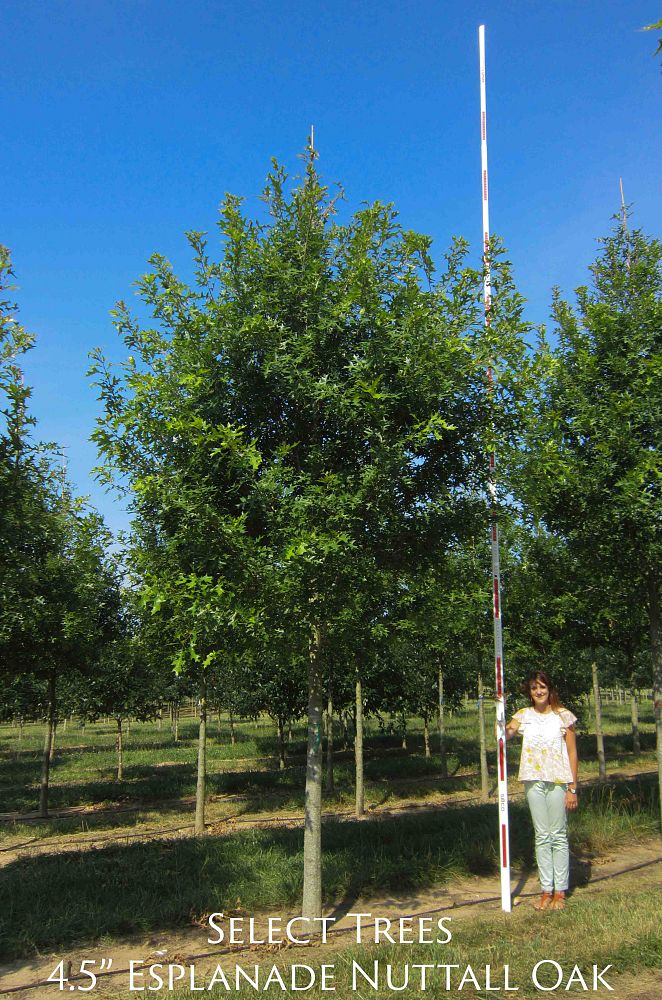 quercus-texana-nuttall-oak-quercus-nuttallii