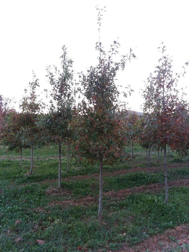 quercus-texana-nuttall-oak-quercus-nuttallii