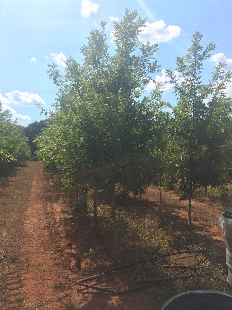 quercus-texana-nuttall-oak-quercus-nuttallii