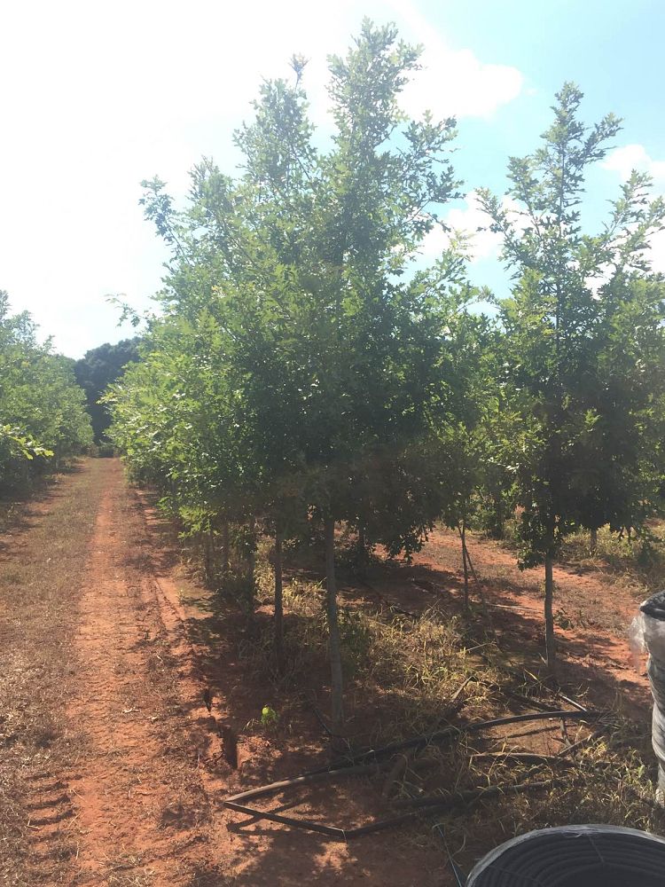 quercus-texana-nuttall-oak-quercus-nuttallii