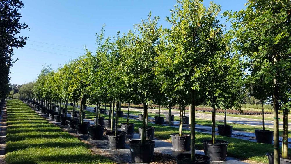 quercus-texana-nuttall-oak-quercus-nuttallii