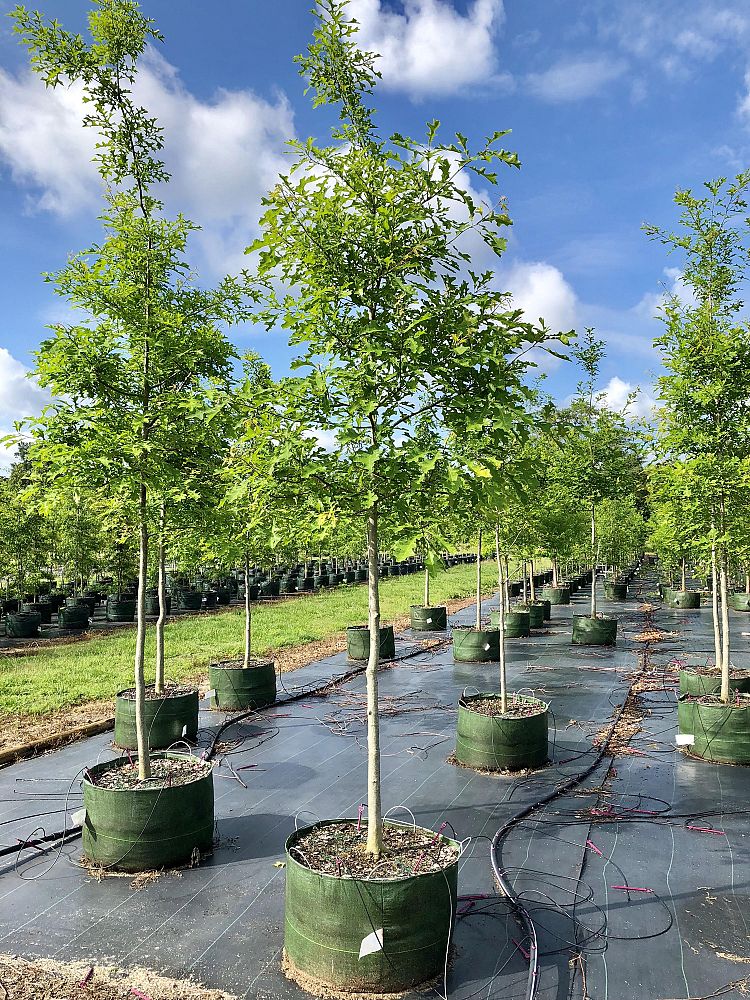 quercus-texana-nuttall-oak-quercus-nuttallii