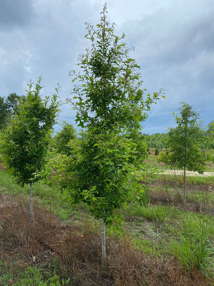 quercus-texana-nuttall-oak-quercus-nuttallii