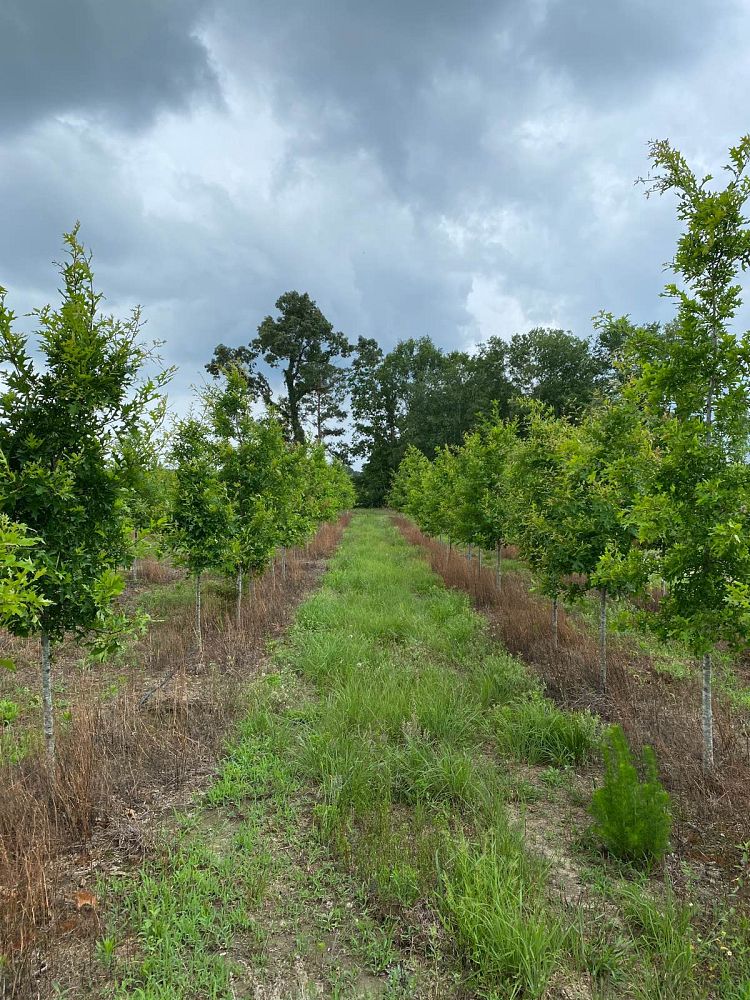 quercus-texana-nuttall-oak-quercus-nuttallii