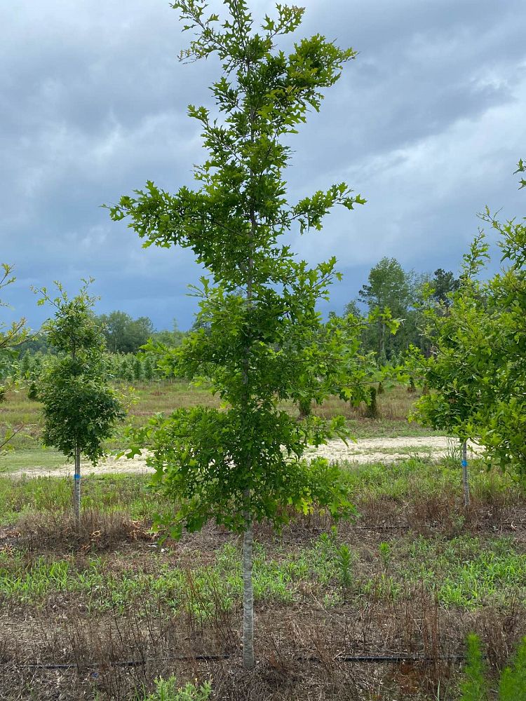 quercus-texana-nuttall-oak-quercus-nuttallii