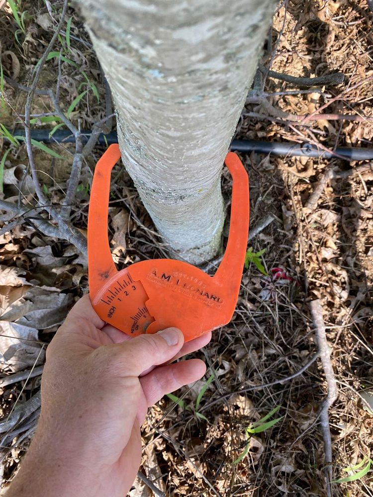 quercus-texana-nuttall-oak-quercus-nuttallii