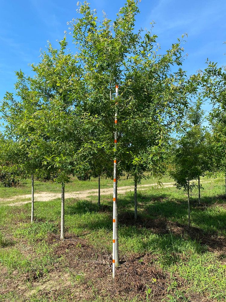 quercus-texana-nuttall-oak-quercus-nuttallii