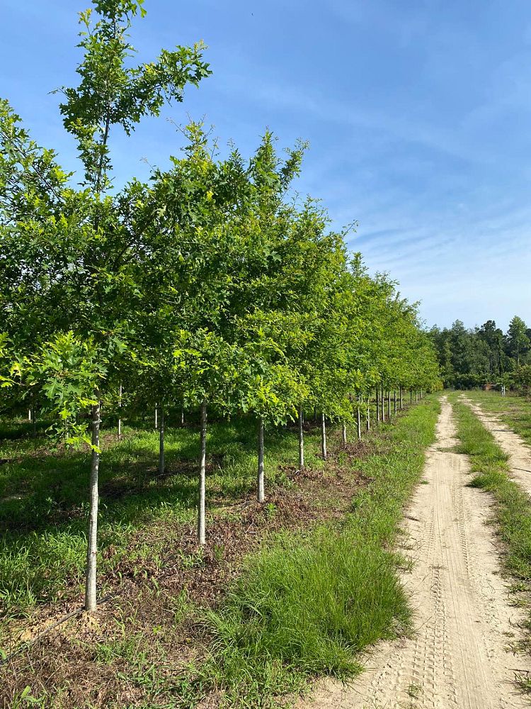 quercus-texana-nuttall-oak-quercus-nuttallii