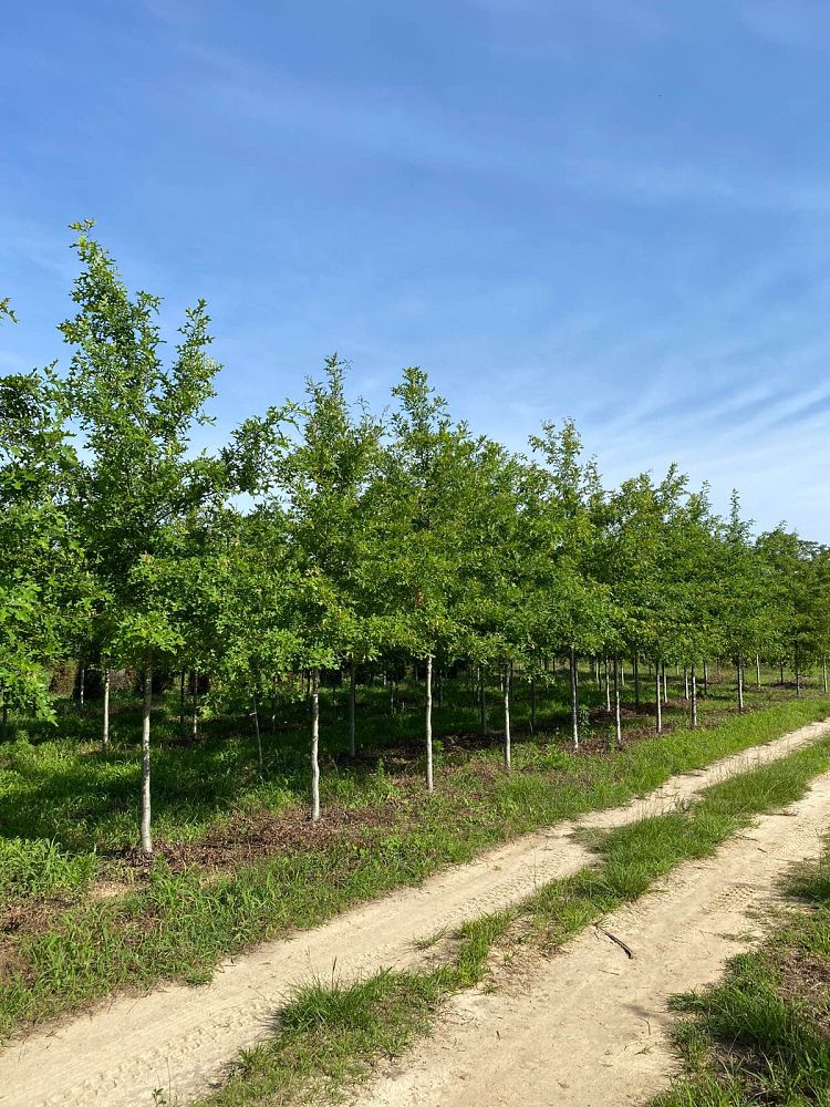 quercus-texana-nuttall-oak-quercus-nuttallii