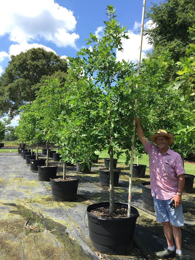 quercus-texana-nuttall-oak-quercus-nuttallii