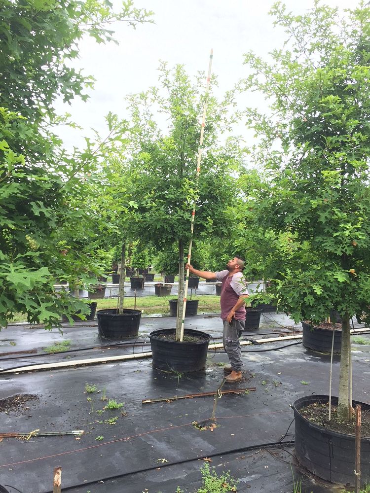 quercus-texana-nuttall-oak-quercus-nuttallii