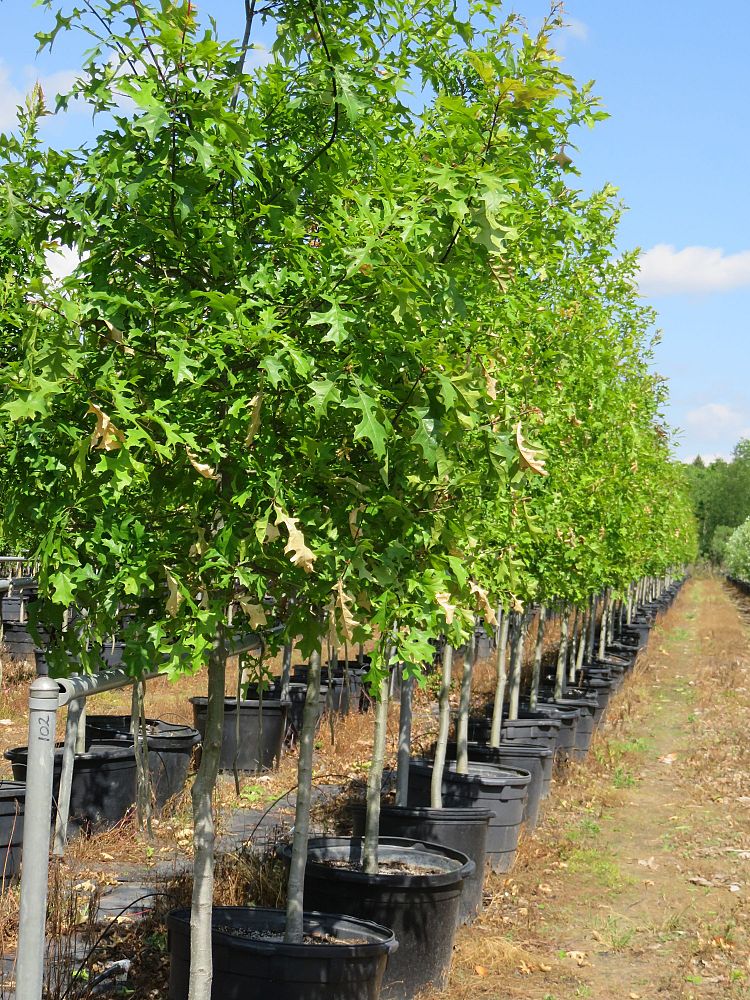 quercus-texana-nuttall-oak-quercus-nuttallii