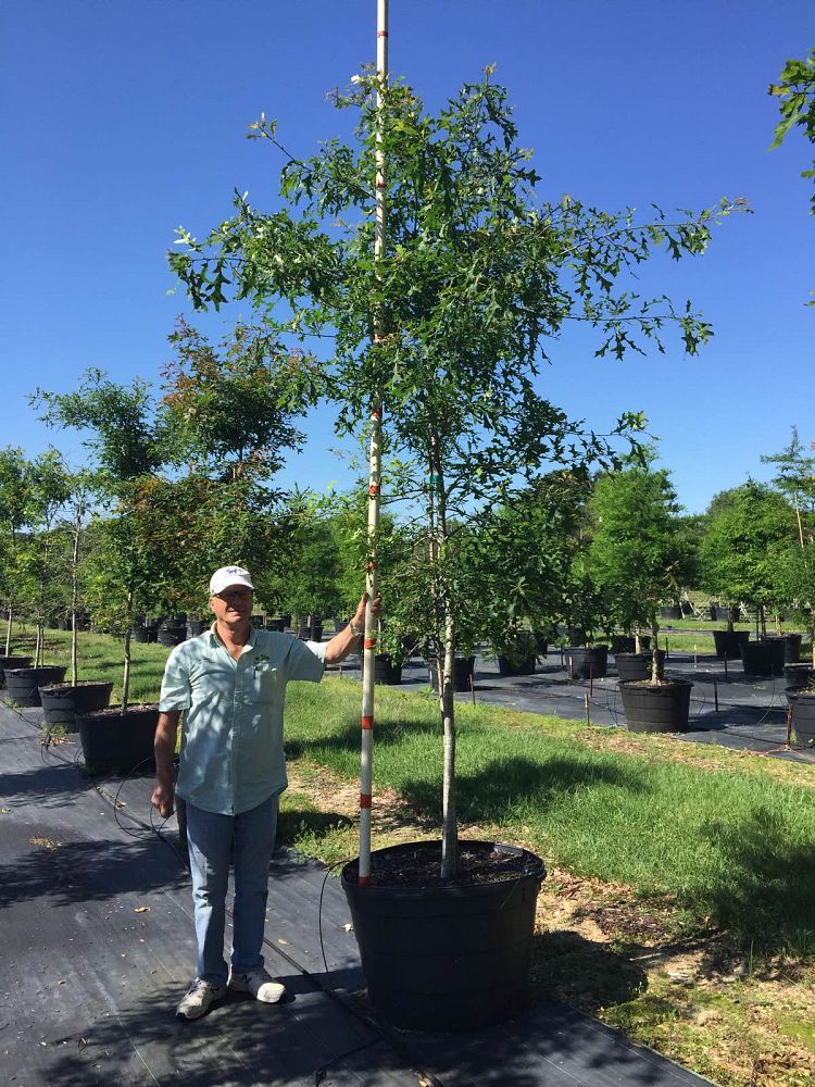 quercus-texana-nuttall-oak-quercus-nuttallii