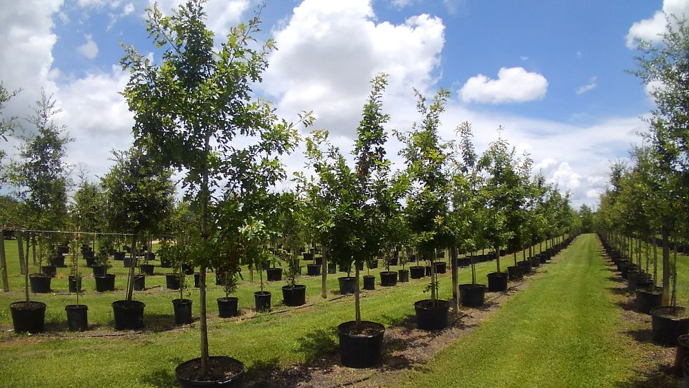 quercus-texana-nuttall-oak-quercus-nuttallii