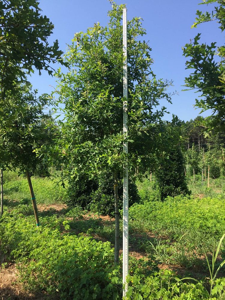 quercus-texana-nuttall-oak-quercus-nuttallii