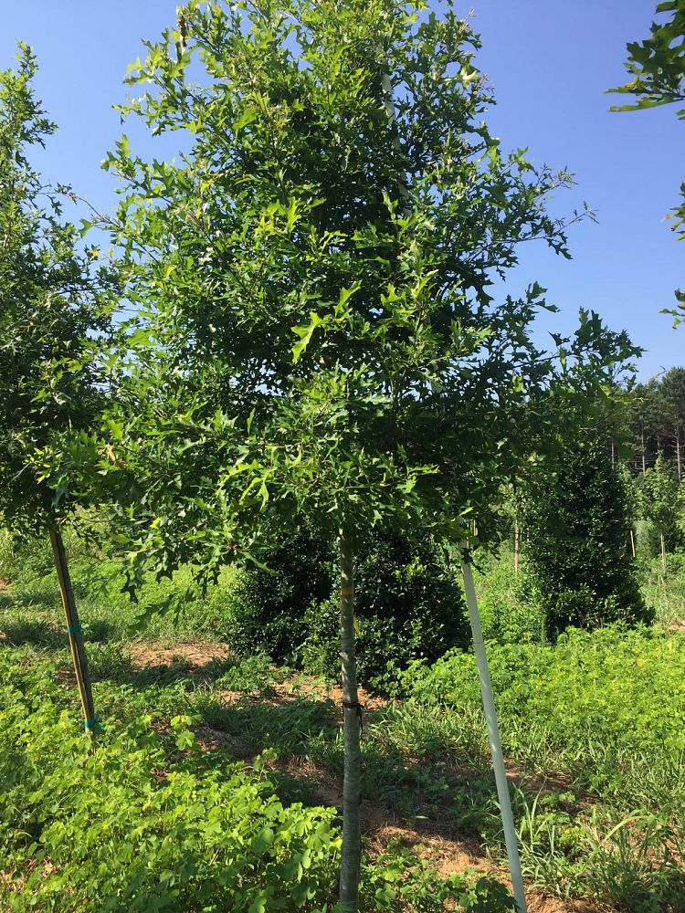 quercus-texana-nuttall-oak-quercus-nuttallii