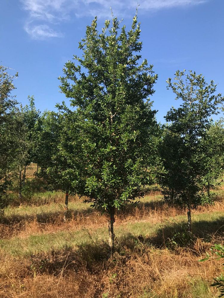 quercus-texana-nuttall-oak-quercus-nuttallii